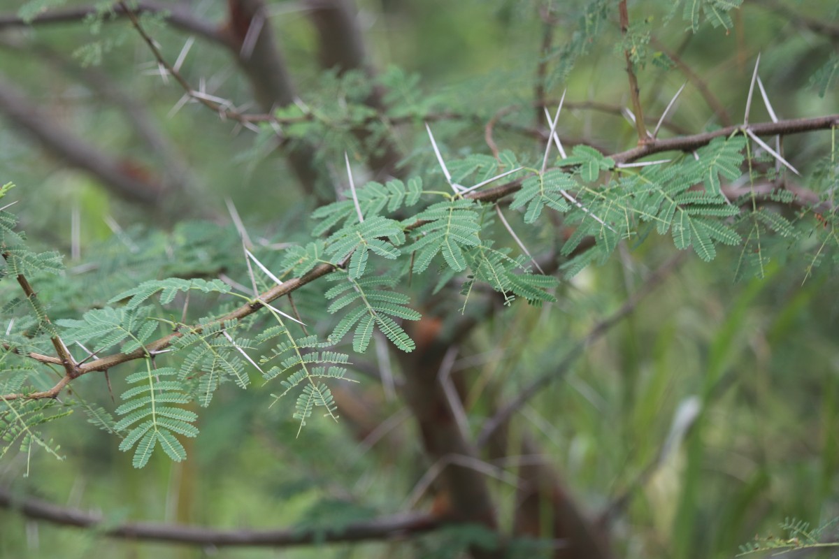 Vachellia nilotica (L.) P.J.H.Hurter & Mabb.